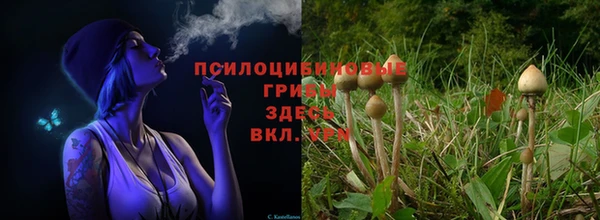 стаф Алзамай